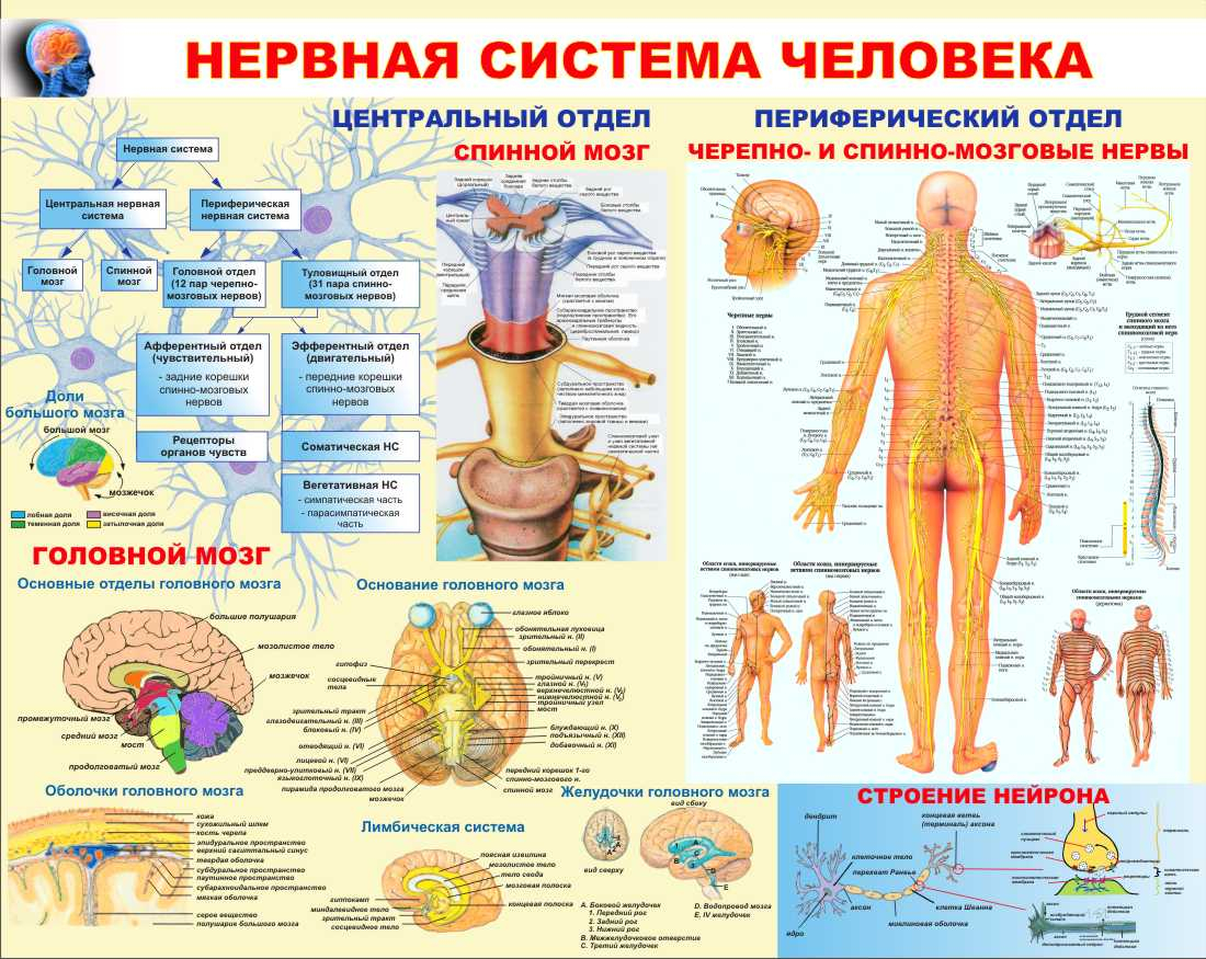 Нервная система человека Дзержинск